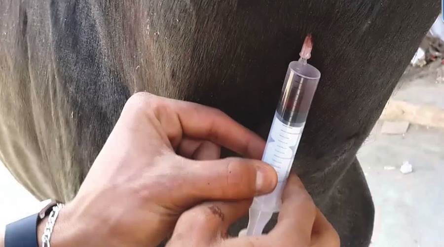 حقن الخيول لاستخراج اللقاحات