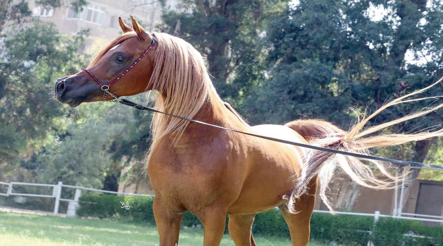 الحصان ملاك  من احصنة محطة الزهراء صورة	 بعدسة محمد عبده