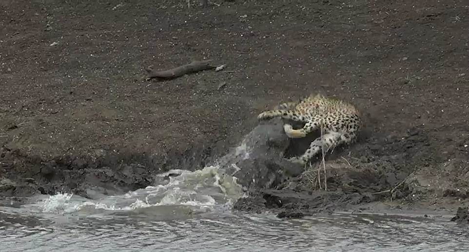 التمساح يسحب الفهد في الماء  