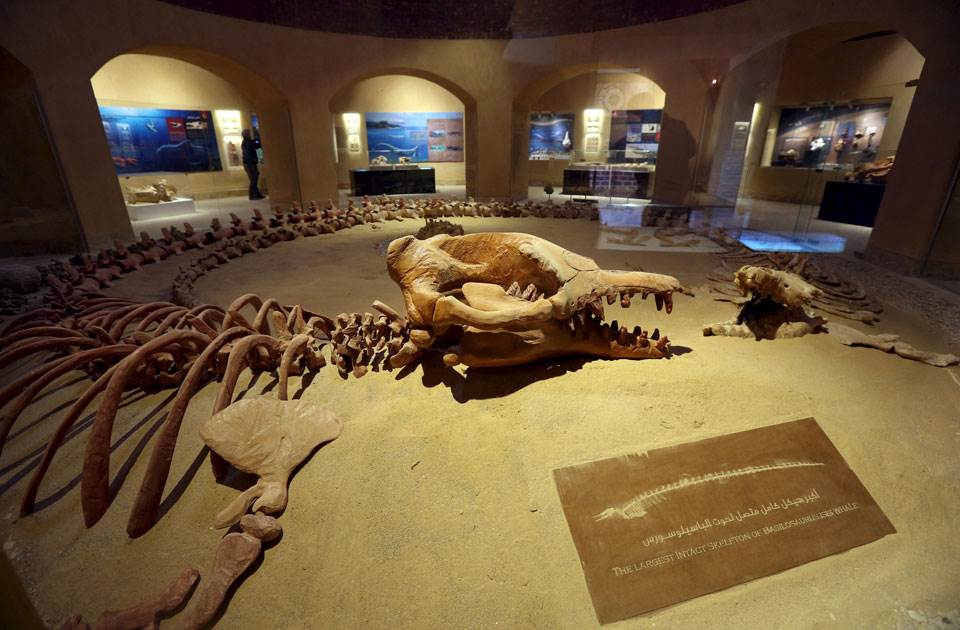 هيكل عظمي لأحد الحيتان بمتحف الحفريات