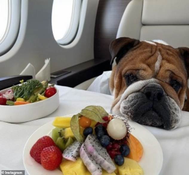 نشر لويس هاميلتون صورة لبلده روسكو وهو يستمتع بطبق فاكهة على متن طائرة خاصة في وقت سابق من هذا العام