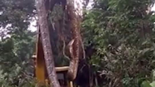تم اكتشاف الثعبان في إحدى غابات الدومينيكان المطيرة 