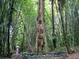  الناس في منطقة بإندونيسيا يدفنون أطفالهم المفقودين في جذوع الأشجار ، معتقدين أنه يمكن أن تمتصهم الطبيعة