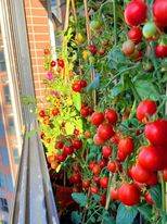 طماطم في الشرفة