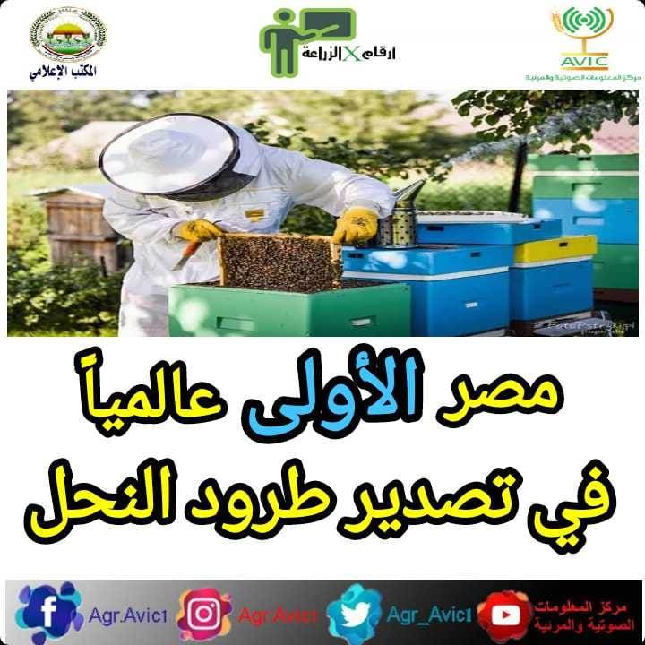  النحل والعسل في مصر