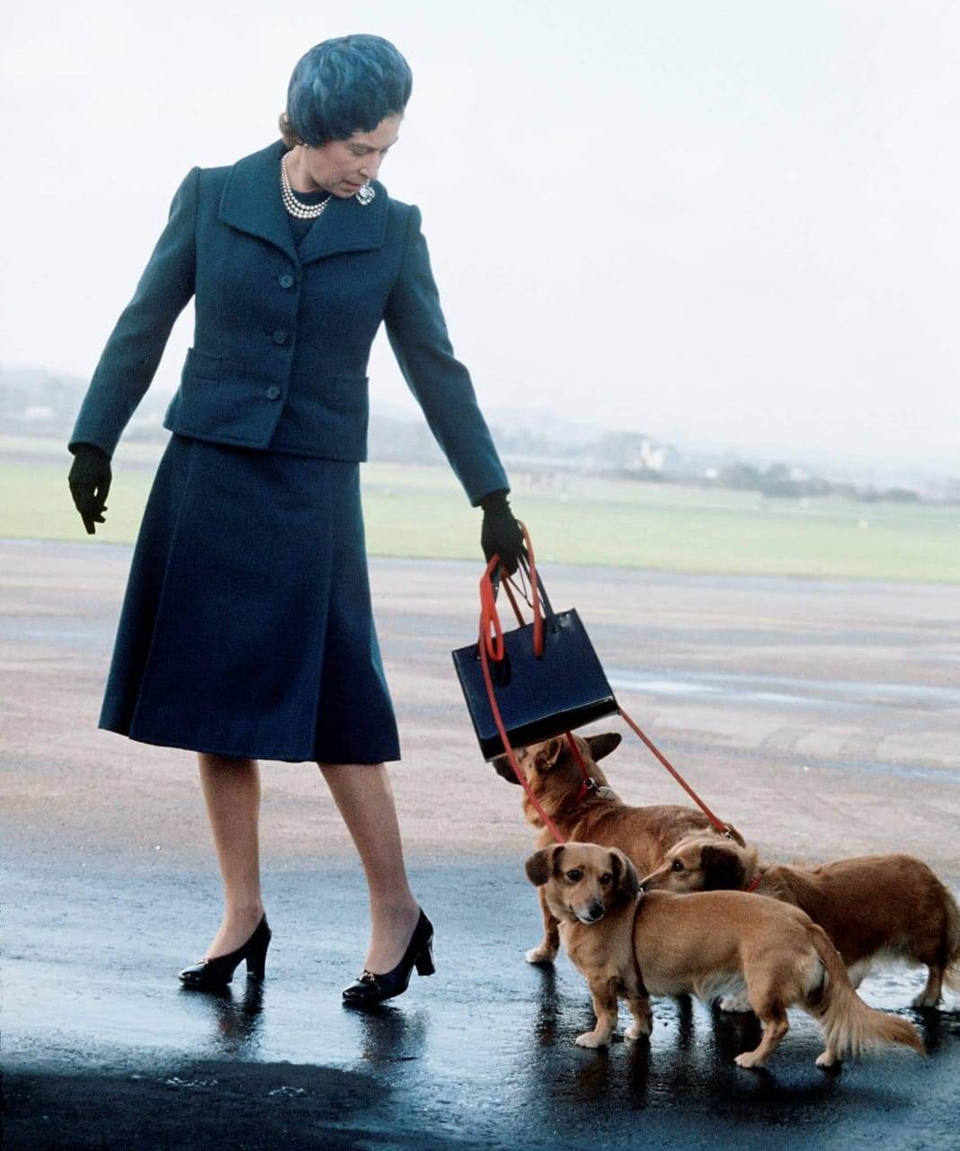 ال ملكة مع كلابها ، 1974