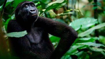 تضم غابات الكونغو المطيرة أكثر من 10000 نوع حيواني و 600 نوع من الأشجار