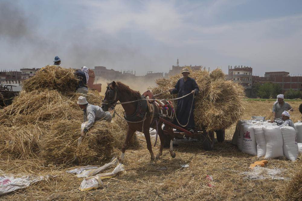 سائق عربة تجرها الخيول ينقل القمح إلى مطحنة في مزرعة في محافظة الشرقية بدلتا النيل