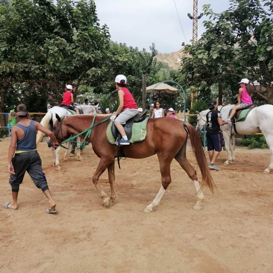 تربية الخيول في لبنان
