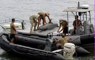     الدلافين ذات الأنف الزجاجي وأسود البحر، تستخدم في العمليات الفعلية مثل استعادة الأسلحة في المياه العميقة، وتسيير دوريات في الموانئ وإزالة الألغام 