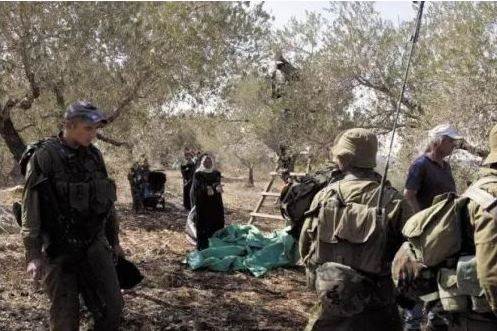 الاحتلال الاسرائيلي يمنع المزارعين من قطف ثمار الزيتون جنوب نابلس