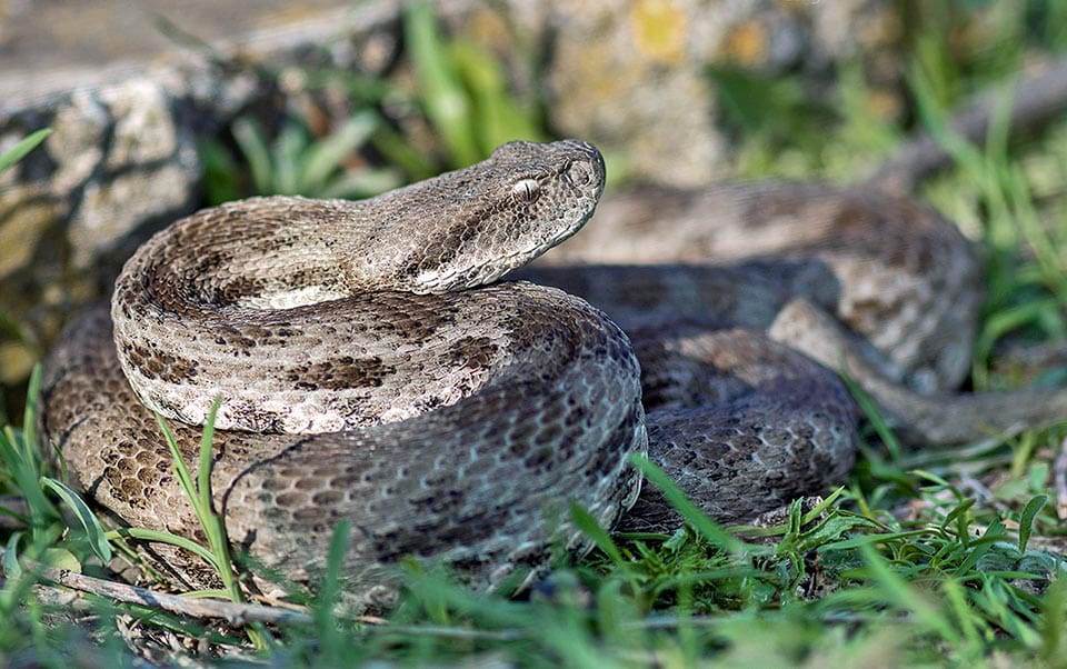 أفعى المشرق السورية