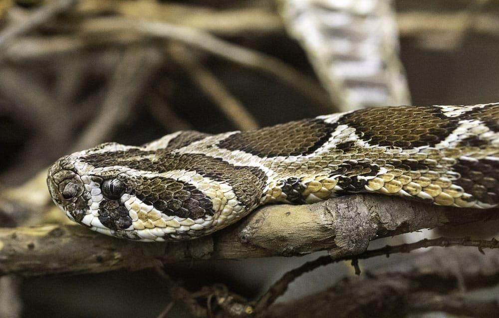 الرقطاء الفلسطينية