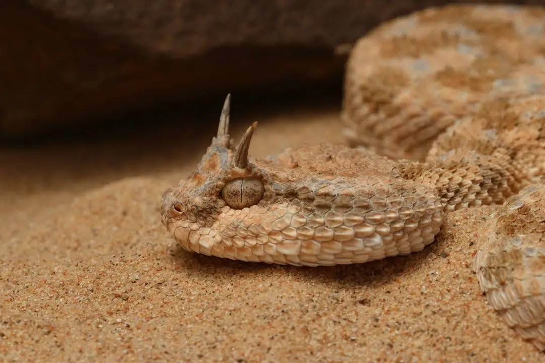 القرناء العربية