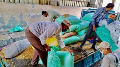 توريد 3324 طنا بـ"كفرالشيخ "