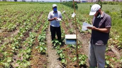 وكيل زراعة البحيرة يوجه بمتابعة محصول القطن