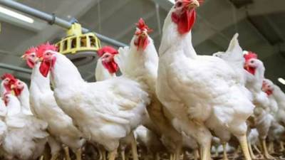 أسعار الدواجن اليوم الثلاثاء 17 نوفمبر 2020 