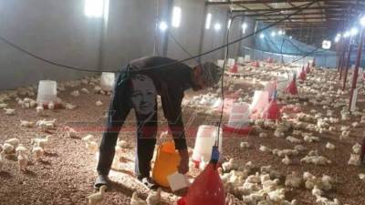  حياة خاصة يعيشها عمال مزارع الدواجن بـ"كفر الشيخ" 