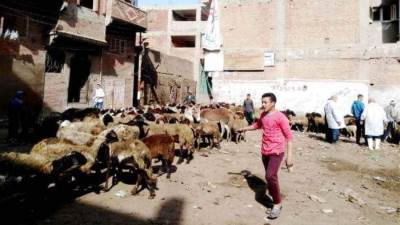 علاج 170 رأس ماشية وتجريع 738 ضد الطفيليات بههيا