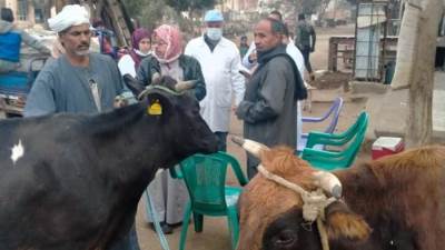 بيطرى بنى سويف يطالب المزراعين بعدم التخلف عن حملة تحصين 307 آلاف رأس ماشية