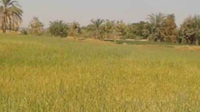 كفر الشيخ: توريد 51 طنا و671 كجم من القمح حتى اليوم