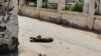 إصابة طفلة ووالدتها عقرهما كلب ضال بالدقهلية