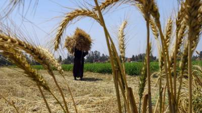 عاجل| ازرع صح.. كيف تتغلب على حشرة المن وتحمي محصول "الطماطم" منها؟