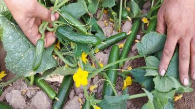 عاجل| ازرع صح.. أخطاء تسميد "الخيار" وتداعياتها على حجم الإنتاجية المتوقعة "إنفوجراف"