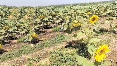 المنوفية تستعد لموسم حصاد «عباد الشمس»