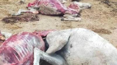 كشف تفاصيل العثور على حمير مذبوحة بقطعة أرض فى الخانكة.. "صور"