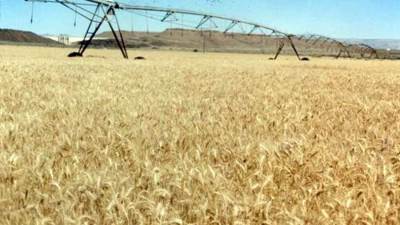 بدء موسم حصاد «الذهب الأصفر»