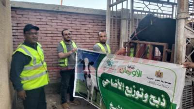 الأورمان تستعد لذبح 30 عجلاً بلديًا خلال أيام التشريق بمجزر كفر الشيخ العمومي