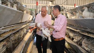 سكرتير بني سويف يتفقد انتظام سير العمل بمشروعات الدواجن المركزية بشرق النيل