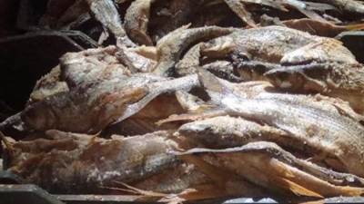 محافظ أسوان: إغلاق مخزنين للأسماك المملحة لعدم صلاحيتها للاستهلاك الآدمي