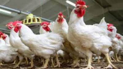 سعر الفراخ البيضاء اليوم في بورصة الدواجن 