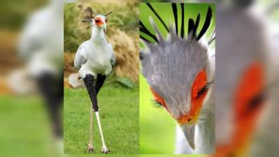 طائر بملامح ملكية ومهارة قاتلة.. من هو السكرتير سلاح الطبيعة ضد الثعابين؟