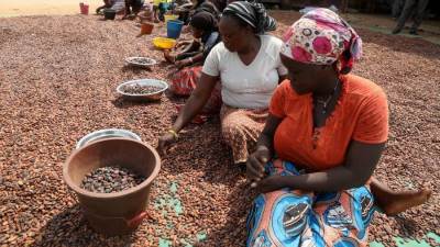 غانا تتوقع تجاوز إنتاج الكاكاو لـ650 ألف طن بفضل الطقس الجيد