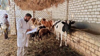 "الزراعة" تُحصّن أكثر من 2.2 مليون رأس ماشية ضمن حملتها القومية حتى الآن