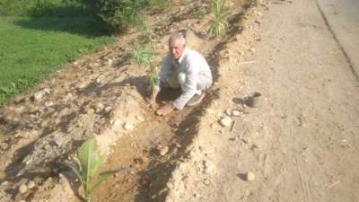 مبادرة 100 مليون شجرة.. زراعة 94 شتلة متنوعة بالمنيا 