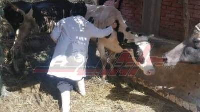 تشخيص وعلاج 3171 رأس ماشية ضمن خطة تنمية الثروة الحيوانية بكفر الشيخ