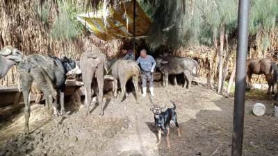 محافظ الدقهلية: تحصين 256 ألف رأس ماشية ضد الحمى القلاعية